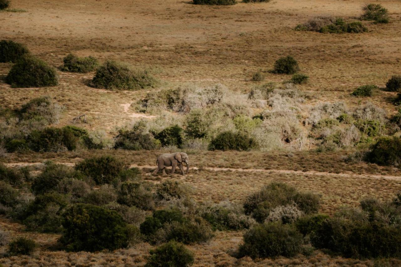 Hlosi Game Lodge - Amakhala Game Reserve Buyskloof Exterior photo